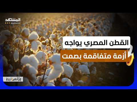 نقيب الفلاحين المصري: الفجوة بين أسعار البيع والإنتاج ساهمت في تراجع محصول القطن