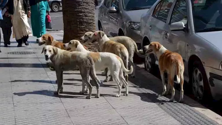 رعب في قويسنا.. كلاب ضالة تعقر 7 أشخاص معظمهم أطفال