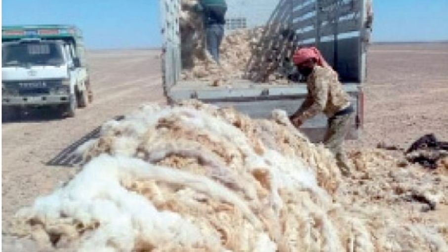من عائد مجز إلى خسارة مادية.. أصواف مواشي الكرك تبحث عن خطوط إنتاج