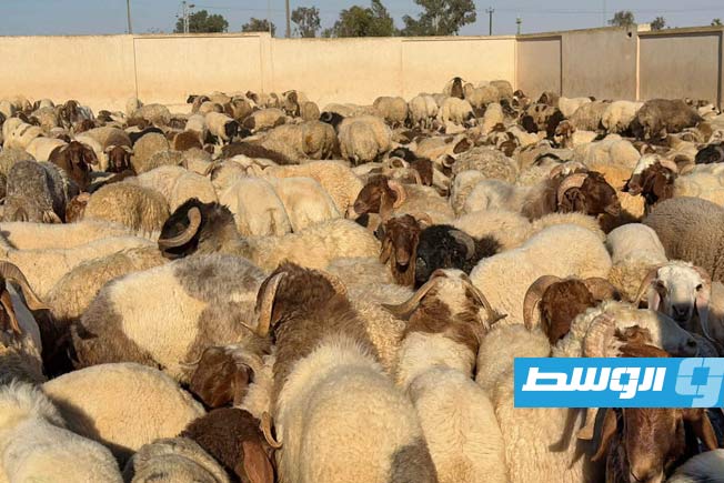 توزيع 1600 أضحية مدعومة من «القيادة العامة» في سرت