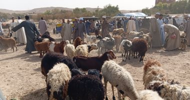 اختار أضحيتك.. جولة فى سوق الأغنام والخراف بقرية الكاجوج في أسوان (فيديو)