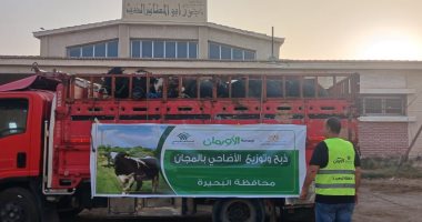 الأورمان تعلن ذبح 2000 عجل بلدى وتوزيع اللحوم على الأسر الأولى بالرعاية