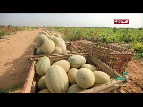 أهل بلدنا - فوائد الشمام  في الصيف ترطيب وانتعاش وفوائد أكثر مما تتخيل