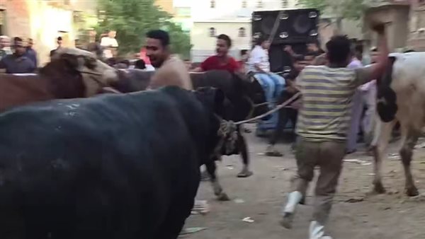 تعرف على عادات الجزارين في الفيوم قبل عيد الأضحى