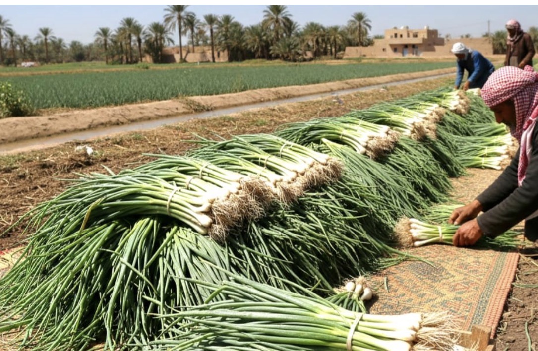 العراق يمنع استيراد البصل الأخضر