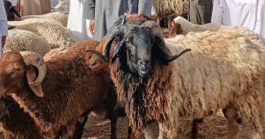 الخروف البرقى يتصدر الإقبال بأسواق الإسكندرية استعدادا لعيد الأضحى