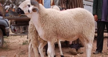 الأزهر للفتوى يوضح سن الأضحية والشروط الواجبة فى الأضاحى