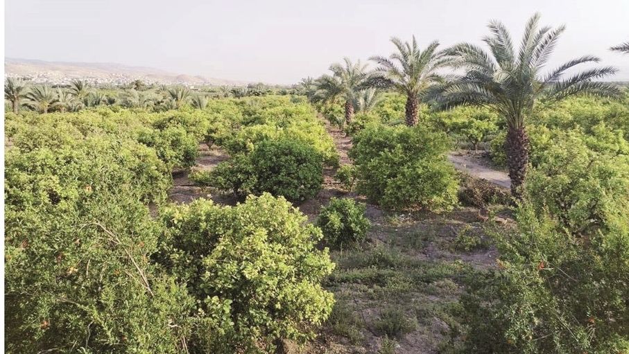 الغور الشمالي.. أسمدة ومبيدات "غير موثوقة" تهدد المحاصيل بالتملح وتقلق المزارعين