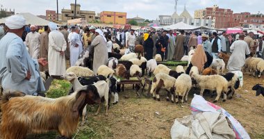 إقبال كبير على شراء الأضاحى بسوق نفيشة بالإسماعيلية قبل العيد