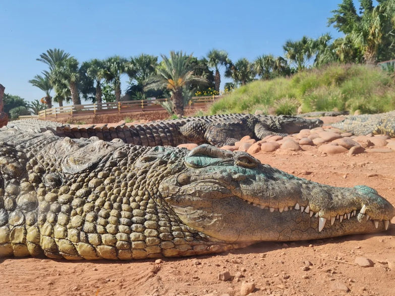 لأول مرة في المغرب.. أكادير تحتضن المؤتمر العالمي لمختصي التماسيح في ماي 2026 لتعزيز مكانة المغرب البيئية