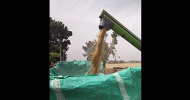 شلال ذهب.. شاهد لحظة تفريغ القمح من الكمباين بالقليوبية