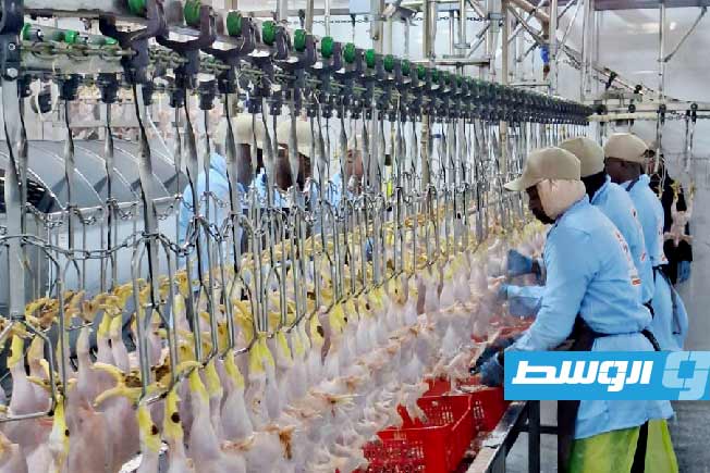 افتتاح أول مذبح آلي للدواجن في البيضاء