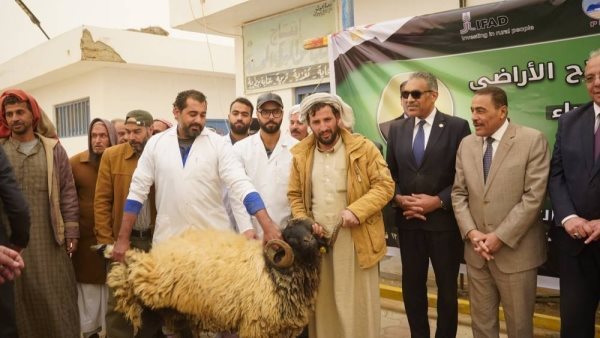 "الزراعة" تدعم صغار المربين في مطروح بـ280 كبشًا و50 ألف شتلة زيتون