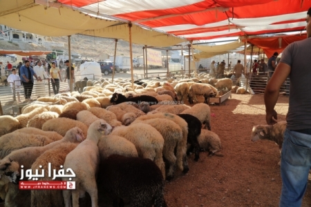 الكواليت: تراجع الأسعار زاد الطلب على الأضاحي