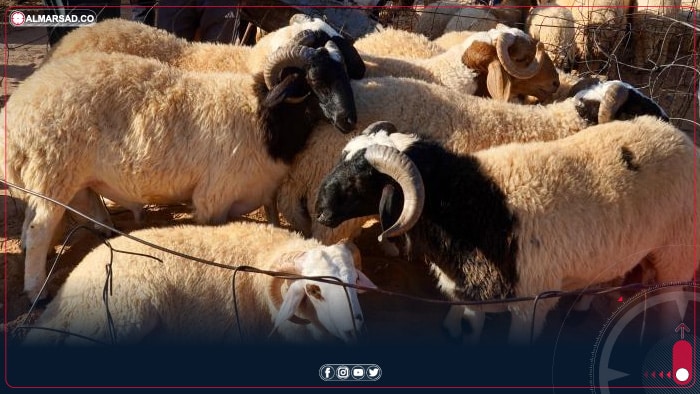 شينخوا توثق إقبال الليبيين على سوق الماشية في طرابلس قبيل عيد الأضحى