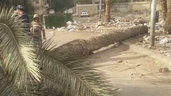 مصرع مسن سقطت عليه نخلة بسبب شدة الرياح في الغربية