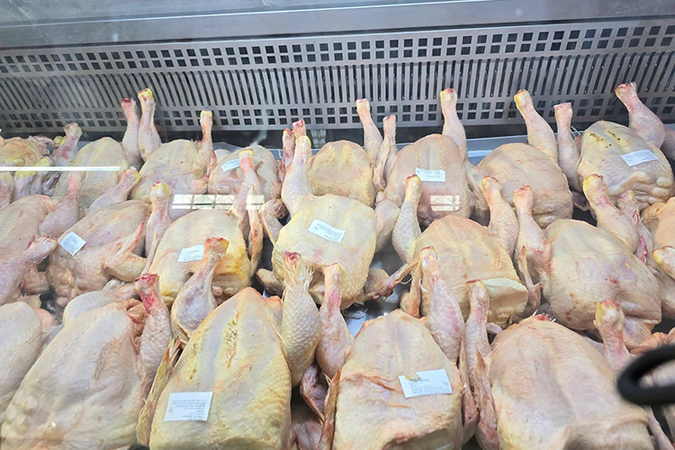 برنامج خاص لتموين السوق الوطنية باللحوم البيضاء