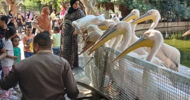 البجع الأبيض يخطف الأنظار بحديقة حيوان الإسكندرية