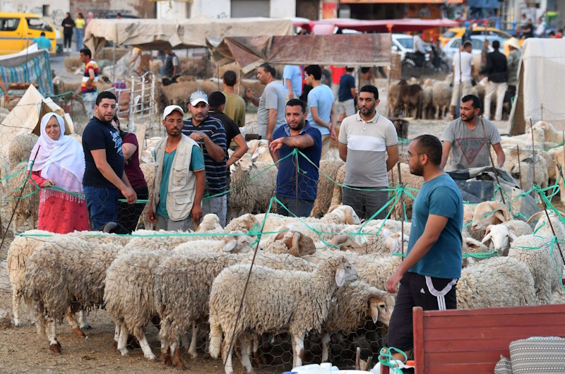 “الخروف الإيطالي” يثير جدلا في تونس تزامنا مع عيد الأضحى
