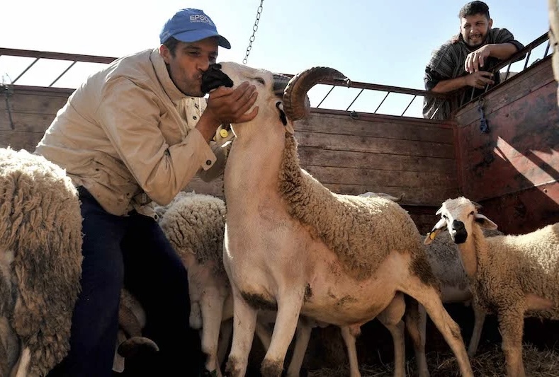 أونسا: عيد الأضحى مر في ظروف صحية مرضية
