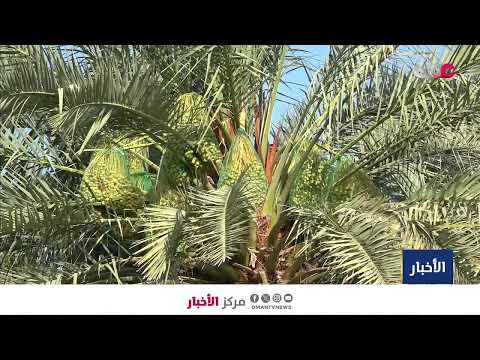 بث مباشر | نشرة أخبار الخامسة مساء