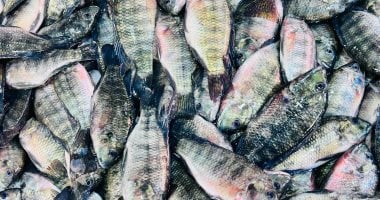 البلطي بكام؟.. أسعار السمك في القليوبية اليوم الإثنين 23 – 2