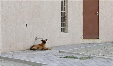 الزراعة تطلق حملة لمكافحة الكلاب الضالة
