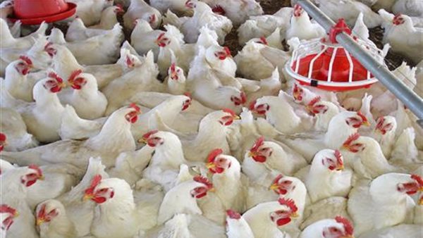 25 % زيادة في انتاج الدواجن.. شعبة الدواجن تكذب الخبر