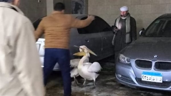 جهاز البيئة بالشرقية يصادر بجعتين من محل سمك شهير بالزقازيق خلال مرور مفاجئ