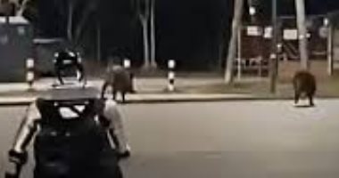 روبوت يطارد خنازير برية في وارسو ويثير جدلاً واسعًا حول الـ AI