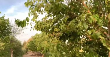 صُرد قرية بطعم التوت فى الغربية.. آلاف الأشجار تزين شوارع القرية والحقول