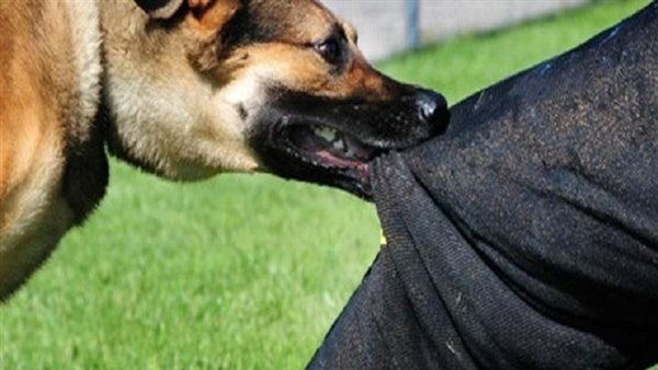 من بينهم طفلان.. كلب يعقر ثلاثة بأحد شوارع ميت غمر