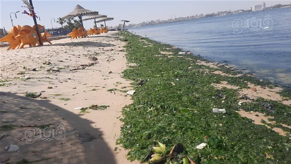 الأخضر يكسو شواطئ الإسماعيلية، ورد النيل يحاصر بحيرة التمساح وجهود مكثفة للسيطرة (فيديو وصور)