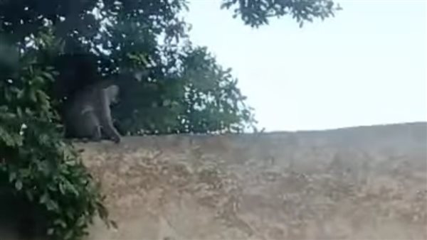 مطاردة مثيرة لـ"نسناس" داخل مقابر عمود السواري بالإسكندرية