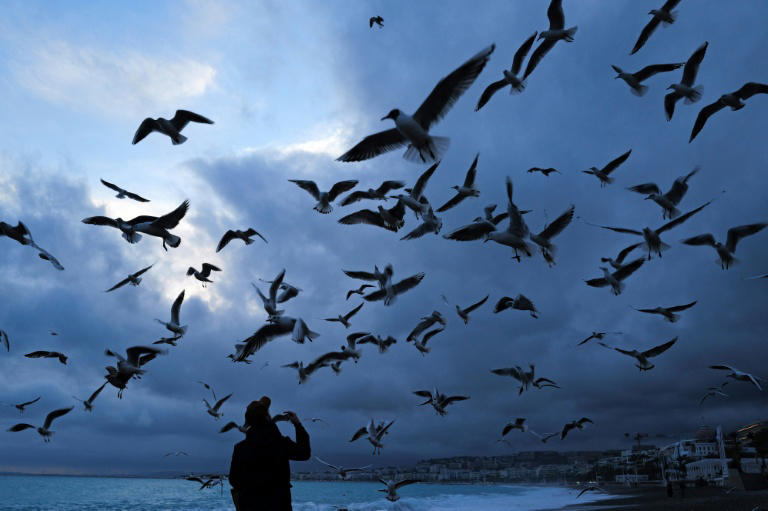 دراسة علمية: الضوضاء البشرية تؤثر في سلوك الطيور وتكاثرها