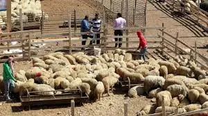 بلدية المفرق الكبرى تكثف حملاتها الرقابية والصحية على أماكن بيع الأضاحي