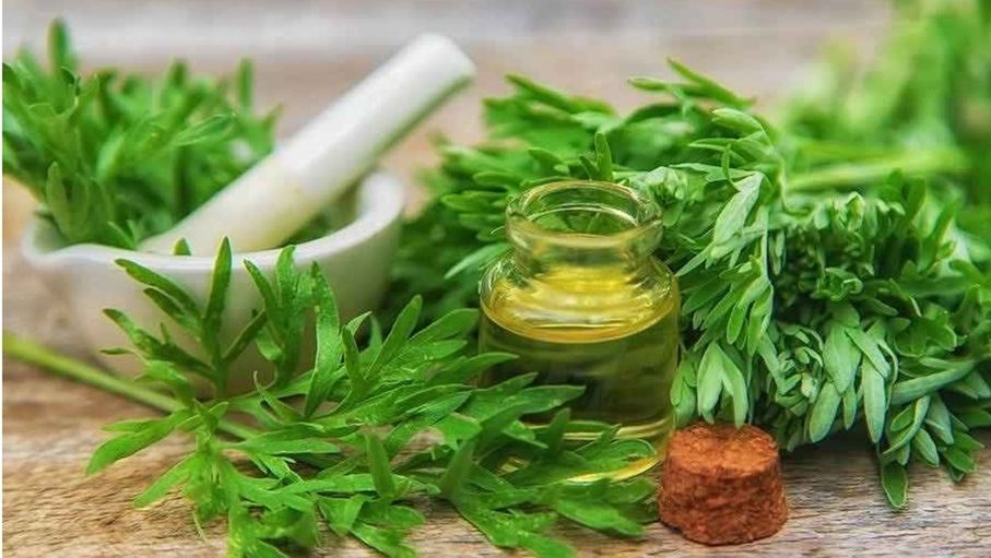 "البعيثران".. عشبة عطرية تفوح بالفوائد الصحية