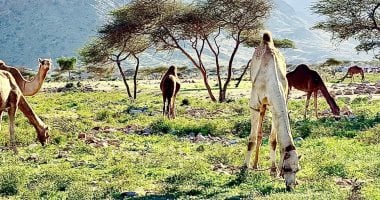 "حلايب" زهرة مدائن الجنوب.. جذور بعمق التاريخ ومكانة راسخة فى وجدان قبائل البشارية.. "حدربة" آخر قرية مصرية على الحدود الجنوبية تعنى "الجبل الوعر".. والأسماء تروى حكايات الصحراء والإنسان عبر مئات السن