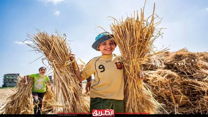 «الزراعة تبشر».. موسم ذهبي للقمح وزيادة الإنتاج بشكل كبير