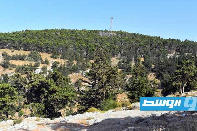 باحث لـ«الوسط»: «جادوب الصنوبر» وباء يهدد «رئة ليبيا»