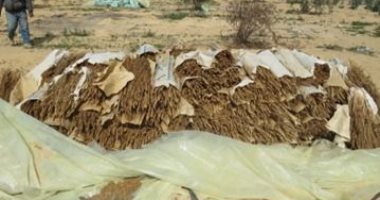 مزارع الموت فى قلب الرمال.. كيف تسقط قلاع الكيف أمام ضربات الداخلية؟