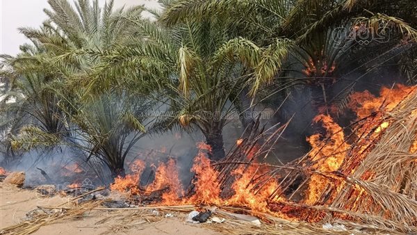 السيطرة على حريق بمزارع نخيل بواحة الداخلة في الوادي الجديد