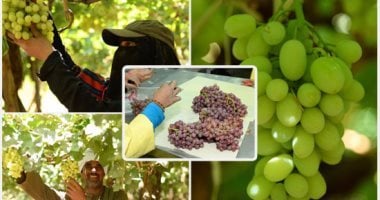 وزير الزراعة: قفزة تاريخية فى الصادرات الزراعية المصرية بزيادة تجاوزت 300%