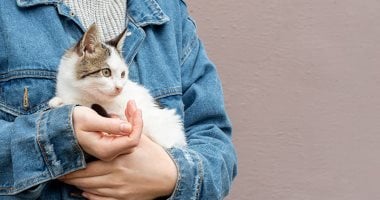 القطط يمكنها المساعدة فى التوصل لعلاجات جديدة للسرطان