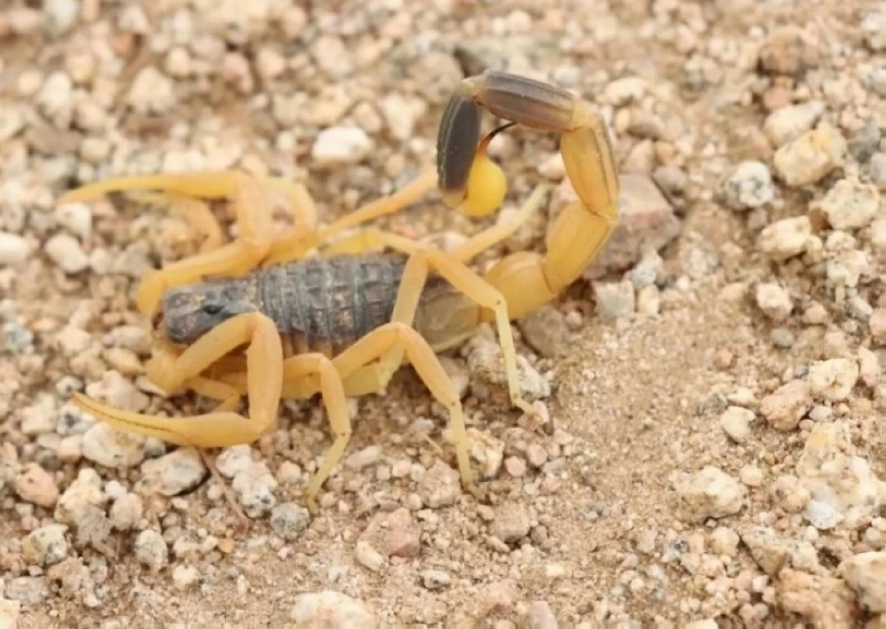 ماذا تعرف عن «سعد الذابح».. هل دخل موسم «العقارب الثلاث» في السعودية ؟