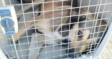 الزراعة: تحصين 8.254 كلب حر وتعقيم 1.122 آخرين منذ أول يناير